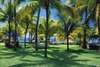 Royal Palm 